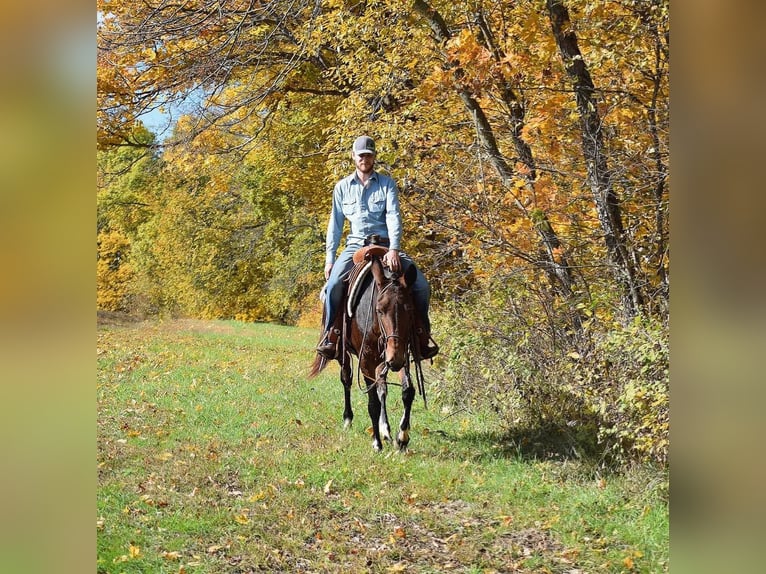 Maultier Stute 11 Jahre 152 cm Rotbrauner in Van Horne IA