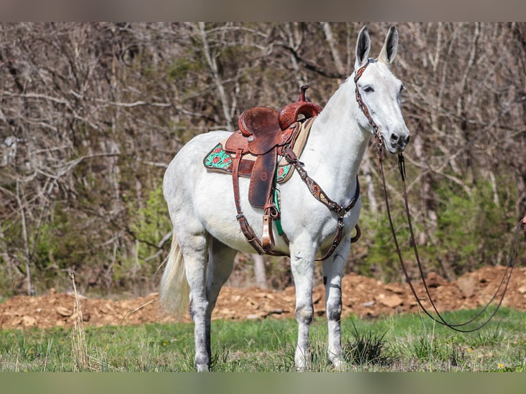 Maultier Stute 11 Jahre 155 cm Schimmel in FLEMINGSBURG, KY