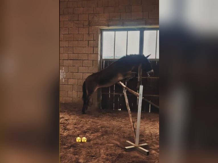 Maultier Stute 12 Jahre 134 cm in Ritzersdorf