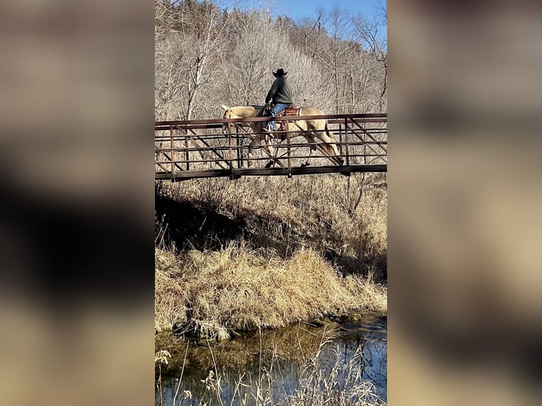 Maultier Stute 12 Jahre 142 cm Champagne in Cannon Falls, MN