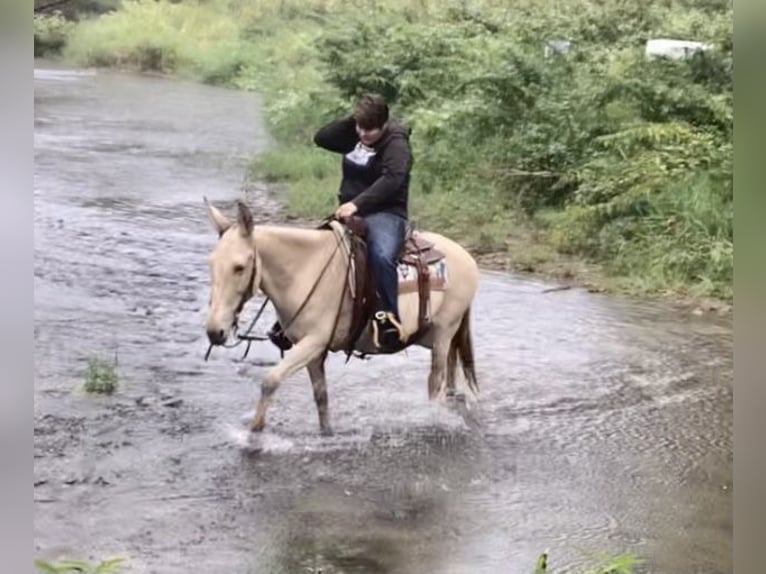 Maultier Stute 12 Jahre 142 cm Champagne in Cannon Falls, MN