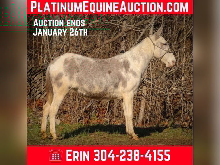 Maultier Stute 12 Jahre 147 cm Roan-Blue in Flemingsburg Ky