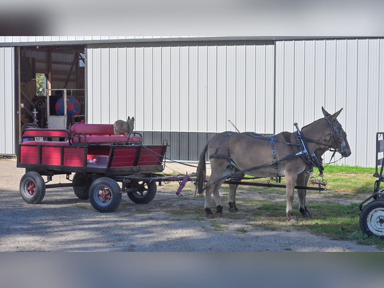 Maultier Stute 12 Jahre 152 cm Falbe in Hastings, MN