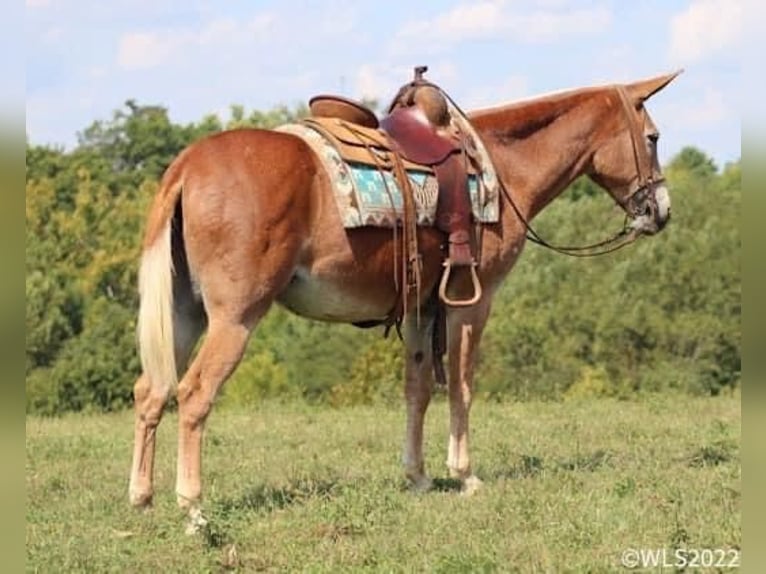 Maultier Stute 12 Jahre 152 cm Rotfuchs in Brooksville Ky