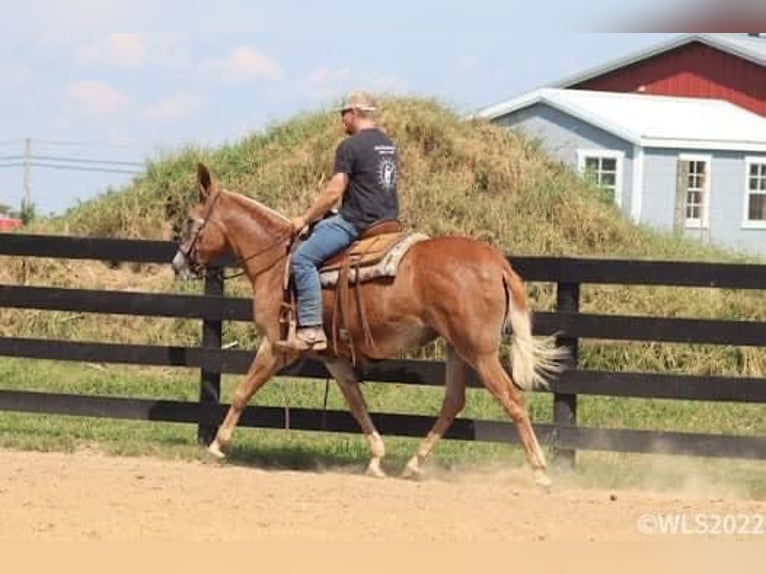 Maultier Stute 12 Jahre 152 cm Rotfuchs in Brooksville Ky