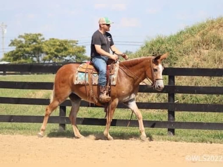 Maultier Stute 12 Jahre 152 cm Rotfuchs in Brooksville Ky