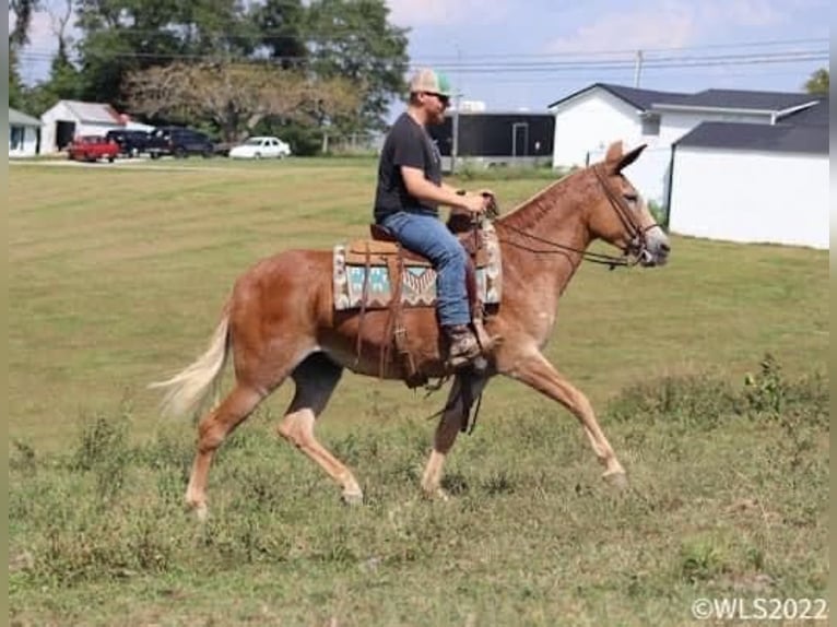 Maultier Stute 12 Jahre 152 cm Rotfuchs in Brooksville Ky