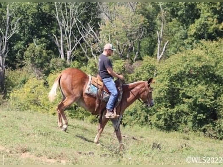 Maultier Stute 12 Jahre 152 cm Rotfuchs in Brooksville Ky