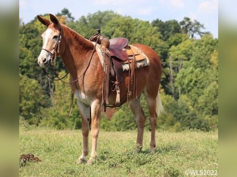 Maultier Stute 12 Jahre 152 cm Rotfuchs in Brooksville Ky