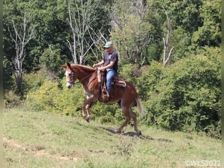 Maultier Stute 12 Jahre 152 cm Rotfuchs in Brooksville Ky