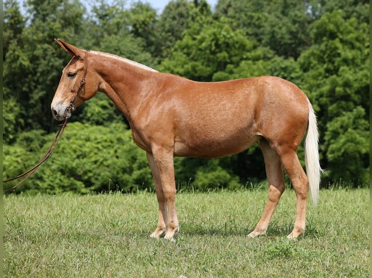 Maultier Stute 12 Jahre 157 cm Dunkelfuchs in Somerset Ky