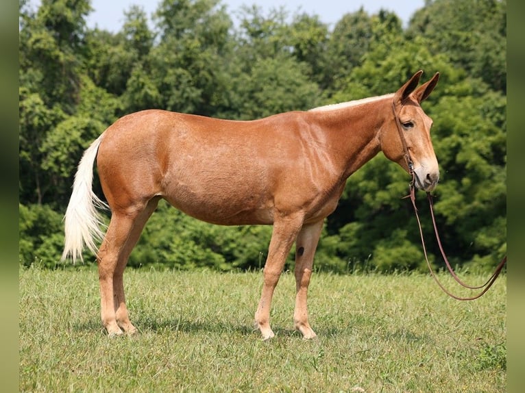 Maultier Stute 12 Jahre 157 cm Dunkelfuchs in Somerset Ky