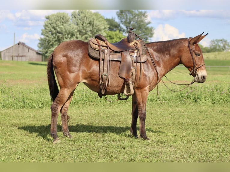 Maultier Stute 13 Jahre 145 cm Falbe in Brooksville Ky