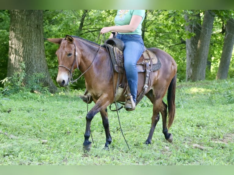 Maultier Stute 13 Jahre 145 cm Falbe in Brooksville Ky