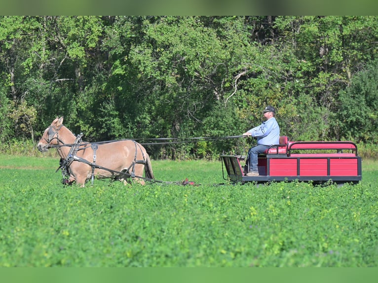 Maultier Stute 13 Jahre 152 cm Falbe in Hastings, MN