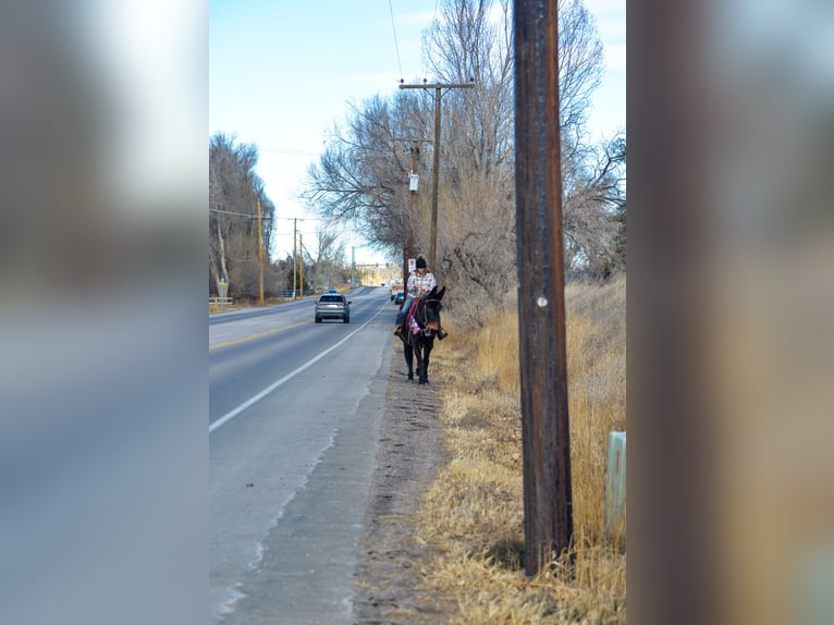 Maultier Stute 13 Jahre 173 cm Rappe in Fort Collins