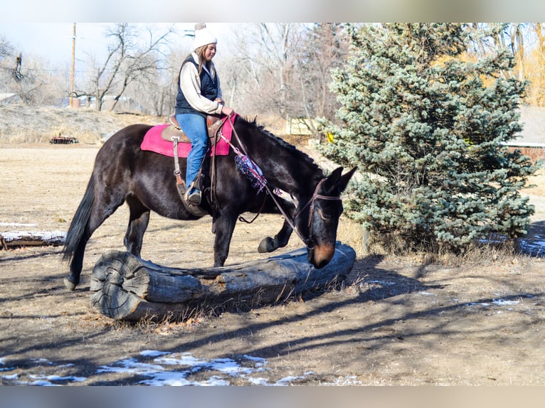 Maultier Stute 13 Jahre 173 cm Rappe in Fort Collins