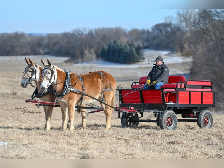 Maultier Stute 14 Jahre 157 cm in Hastings, MN