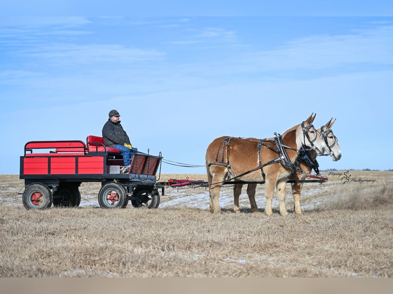 Maultier Stute 14 Jahre 157 cm in Hastings, MN