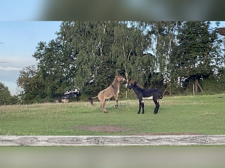 Maultier Stute 14 Jahre 162 cm Falbe in Stavenhagen