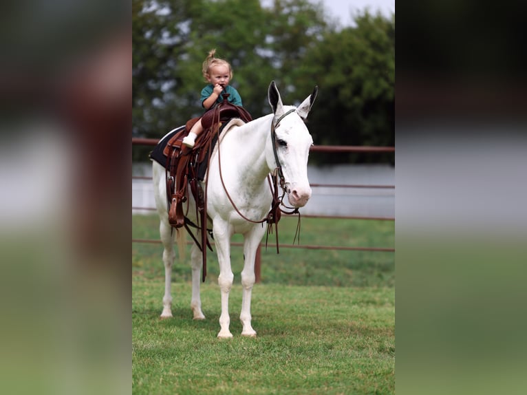 Maultier Stute 15 Jahre 137 cm Schecke in Forney