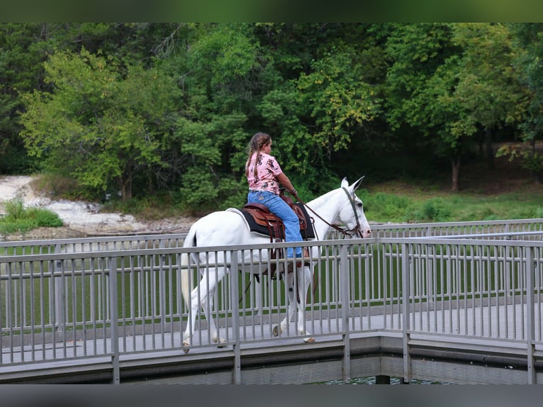 Maultier Stute 15 Jahre 137 cm Schecke in Forney