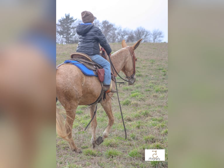 Maultier Stute 15 Jahre 147 cm Palomino in Walkerton IN