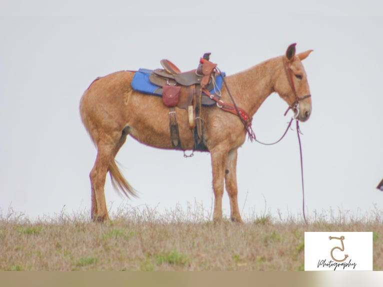 Maultier Stute 15 Jahre 147 cm Palomino in Walkerton IN