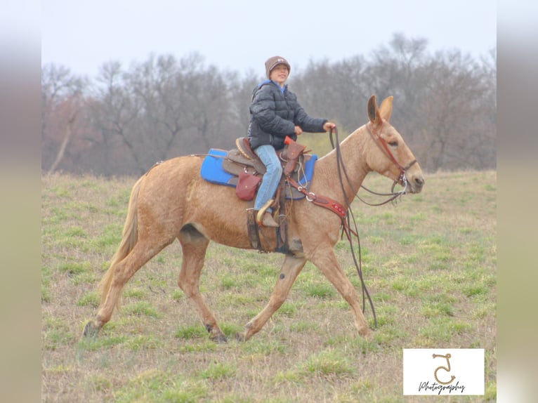 Maultier Stute 15 Jahre 147 cm Palomino in Walkerton IN