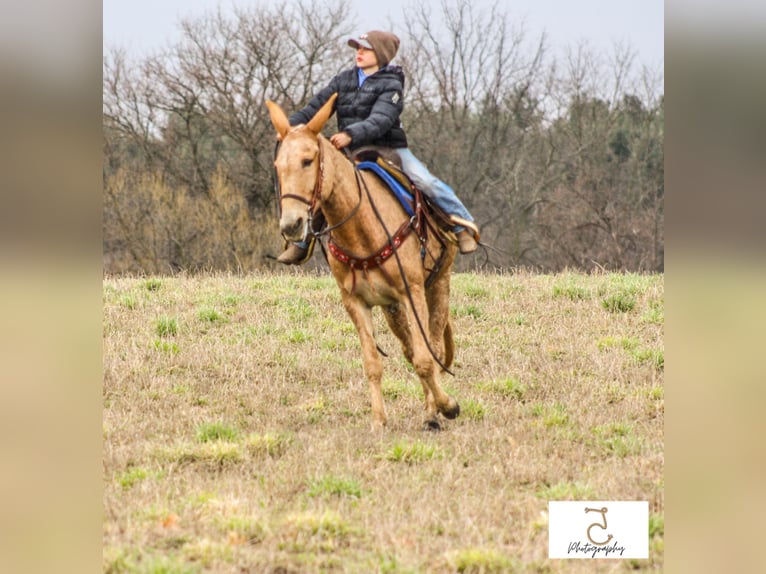 Maultier Stute 15 Jahre 147 cm Palomino in Walkerton IN