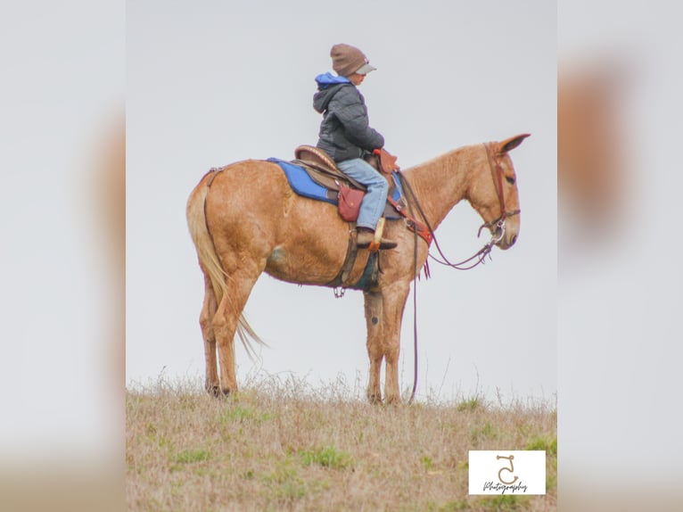 Maultier Stute 15 Jahre 147 cm Palomino in Walkerton IN