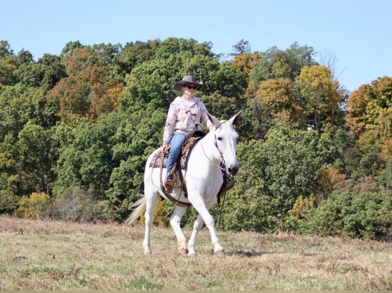 Maultier Stute 15 Jahre 160 cm Schimmel in Brookesville KY