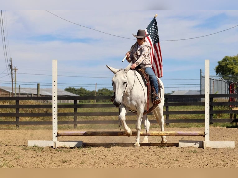 Maultier Stute 15 Jahre 160 cm Schimmel in Brookesville KY