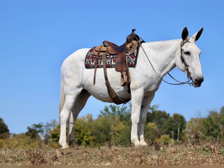 Maultier Stute 15 Jahre 160 cm Schimmel in Brookesville KY