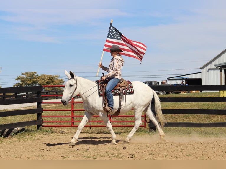 Maultier Stute 15 Jahre 160 cm Schimmel in Brookesville KY