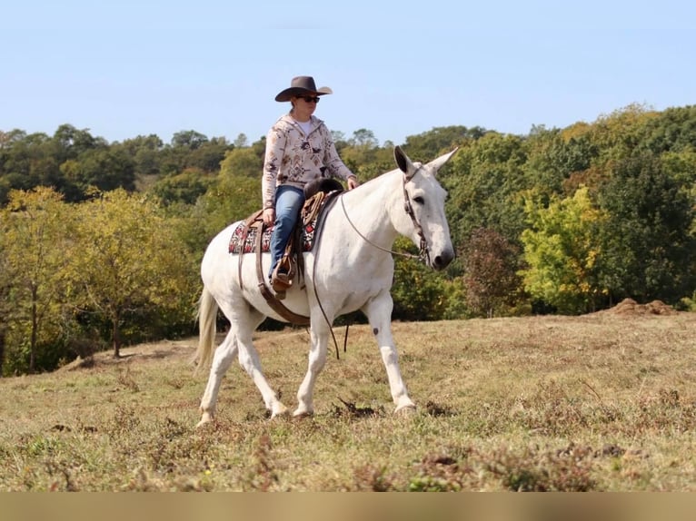 Maultier Stute 15 Jahre 160 cm Schimmel in Brookesville KY