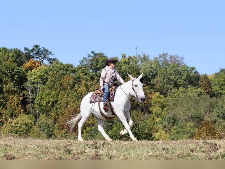 Maultier Stute 15 Jahre 160 cm Schimmel in Brookesville KY