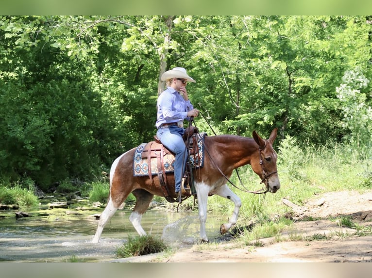 Maultier Stute 15 Jahre Dunkelfuchs in Brooksville, KY