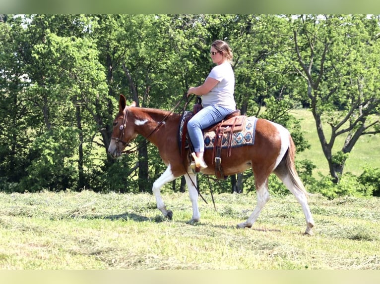 Maultier Stute 15 Jahre Dunkelfuchs in Brooksville, KY