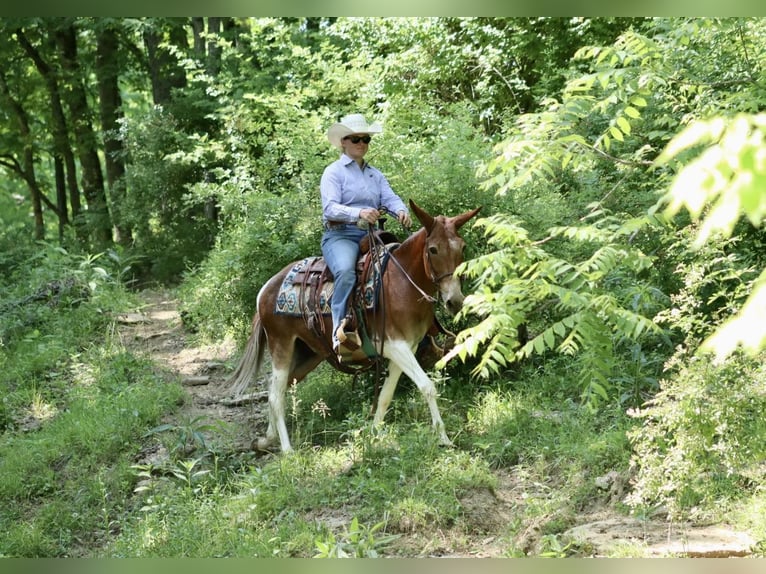 Maultier Stute 15 Jahre Dunkelfuchs in Brooksville, KY