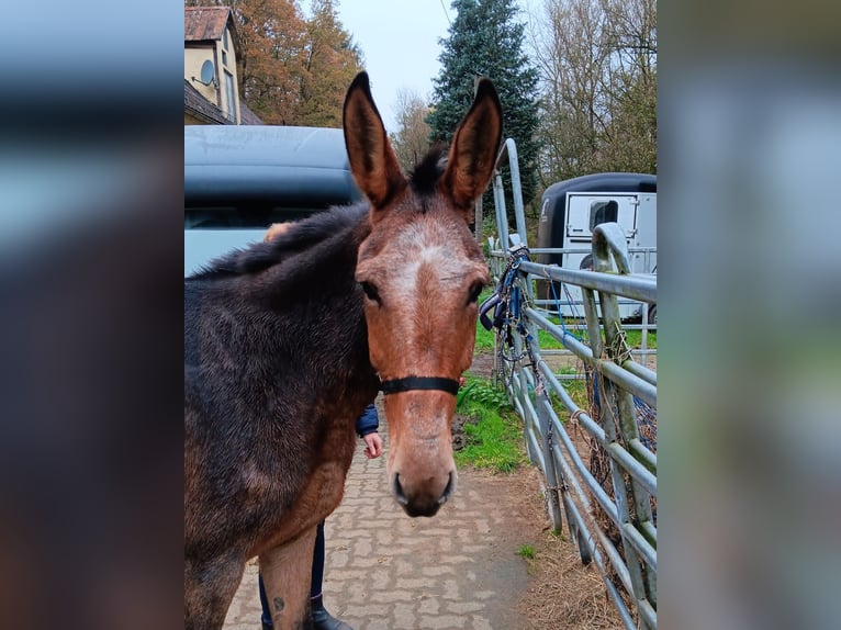 Maultier Stute 17 Jahre 156 cm Brauner in Kreuztal