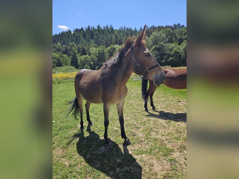 Maultier Stute 17 Jahre 156 cm Brauner in Kreuztal
