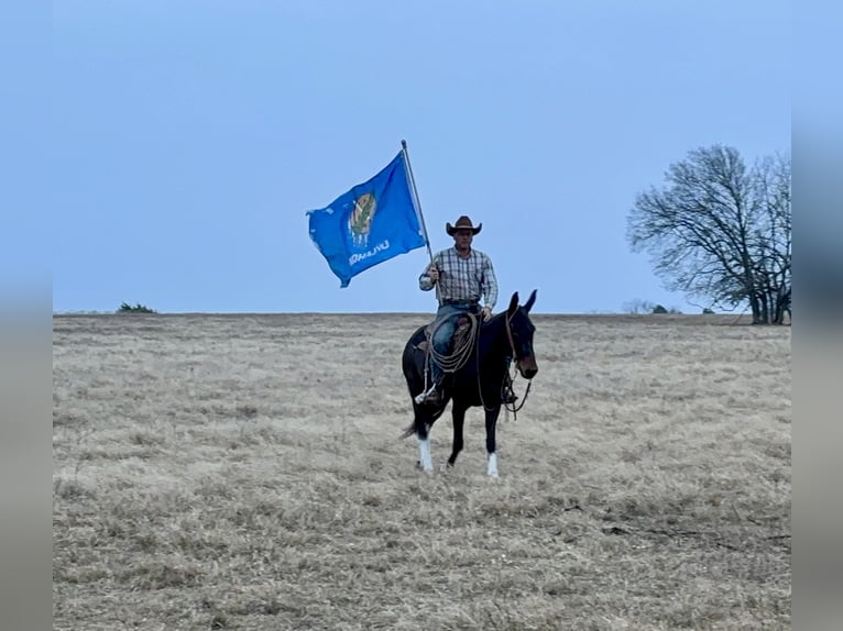 Maultier Stute 4 Jahre 150 cm Rappe in Fittstown