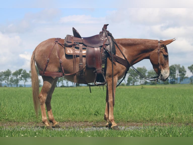 Maultier Stute 5 Jahre 140 cm Falbe in Rebersburg, PA