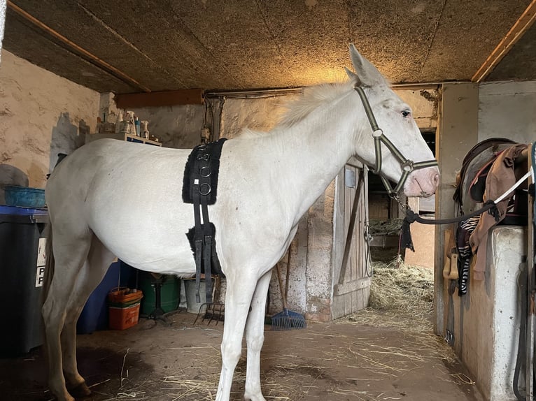 Maultier Stute 5 Jahre 142 cm Cremello in Stavenhagen