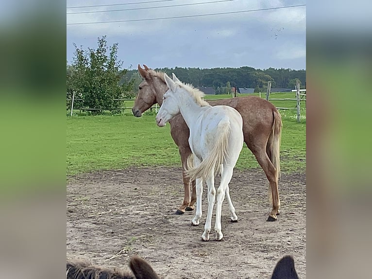 Maultier Stute 5 Jahre 142 cm Cremello in Stavenhagen