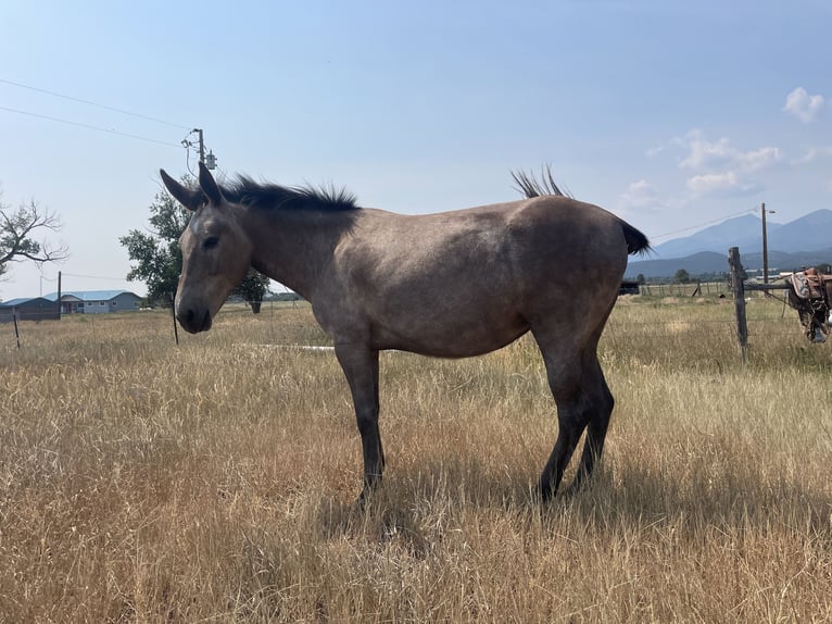 Maultier Stute 5 Jahre 142 cm Roan-Red in Cotopaxi