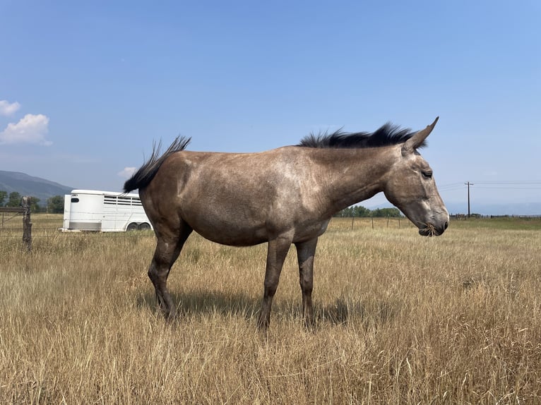 Maultier Stute 5 Jahre 142 cm Roan-Red in Cotopaxi