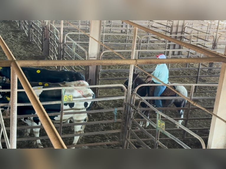 Maultier Stute 6 Jahre 132 cm Rotbrauner in Stephenville