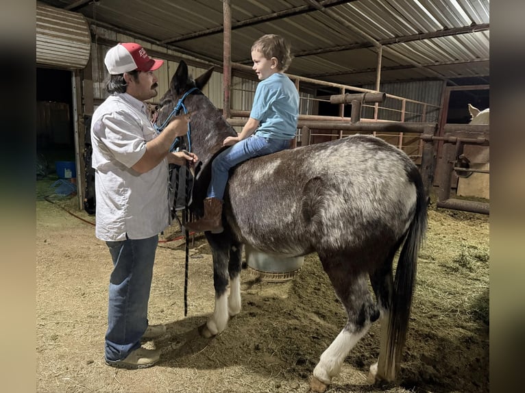 Maultier Stute 6 Jahre 132 cm Rotbrauner in Stephenville